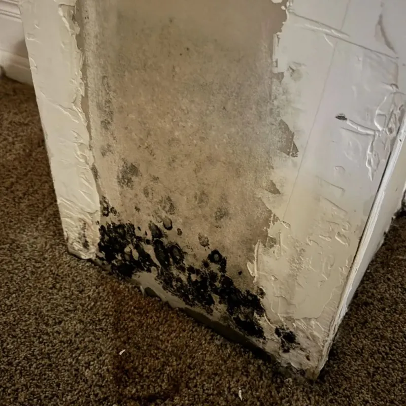 Professional Mold Removal in Merrydale, LA